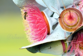 Bee on Eucalyptus macrocarpa