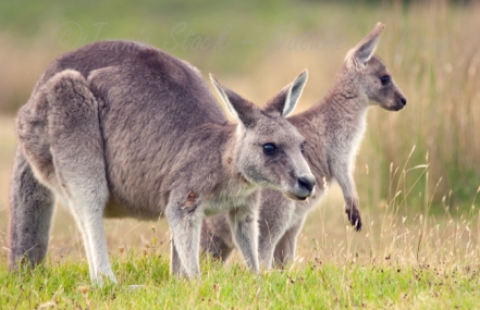 Forester Kangaroo mum and her joey in Narawntapu National Park, Tasmania