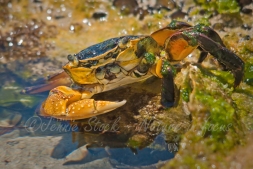 Colourful crab