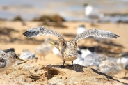 Young Crested tern exercising his wings