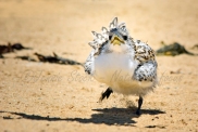 Tern chick on the move