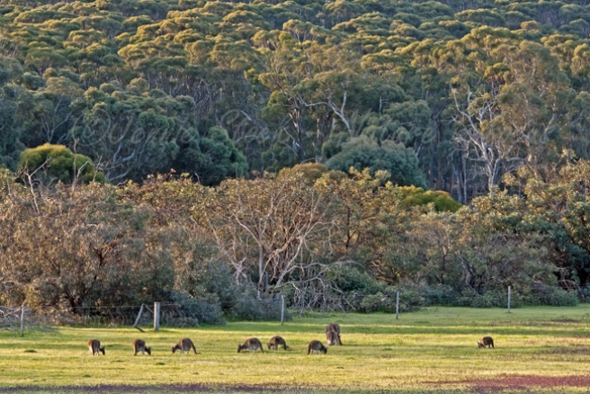 Kangaroos in the paddock