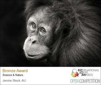 Orangutan photographed at the zoo - score of 83 in Loupe Awards, with range from 70 to 95.