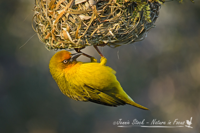 Male Cape weaver looking for female approval of his nest building skills.