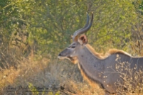 Young male Greater Kudu