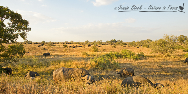 Huge buffalo herd near Satara