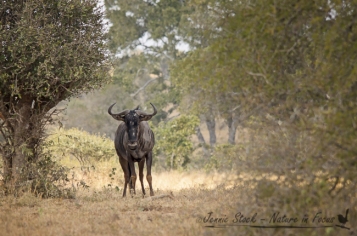 Lonely wildebeest in the bushveld