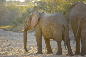 Young elephant in river bed