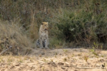 Long-distance leopard
