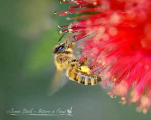 Bee on red callistemon