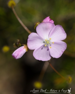 Pink drosera flower - very tiny sundew (carnivorous plants).