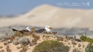 Pacific gulls nesting