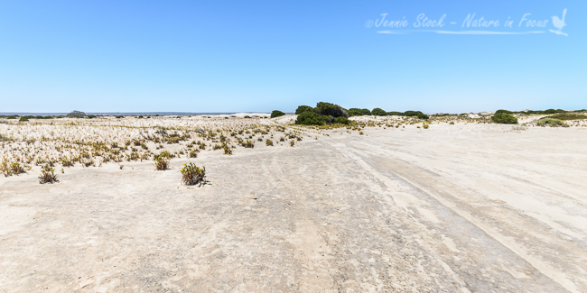 Sand plains near Eucla