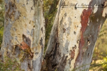 Patterns of Eucalypt bark in the Botanic Gardens