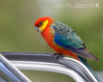 A hopeful Western Rosella at a tourist stop in the forest of South-Western Australia