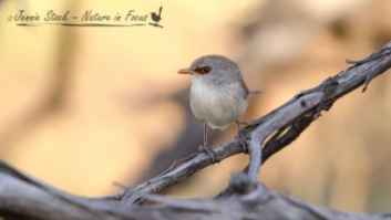 Note the dark chestnut mask and tan bill of the female Variegated Fairy-wren.