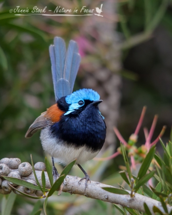 Breeding plumage of a male Red-winged Fairy-wren at Donnelly River village