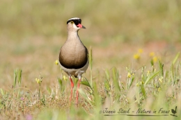 Crowned Plover (or Lapwing) on the golfcourse in Montagu in the Western Cape