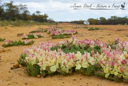 Wreath Leschenaultia (Lechenaultia macrantha) on the sides of a country road near Mullewa in Western Australia