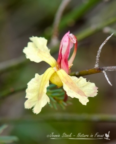 Yellow Leschenaultia (Lechenaultia linarioides,) near Mullewa, Western Australia