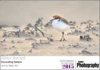 Plover - Silver