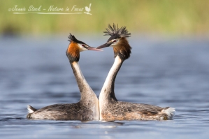 Great Crested Grebes courting
