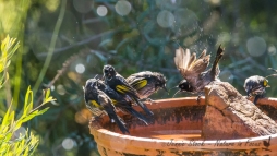New Holland Honeyeaters hogging the bird bath