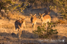 Black-faced Impala coming in to the waterhole at Halali