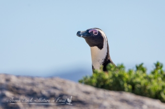 Curious African Penguin